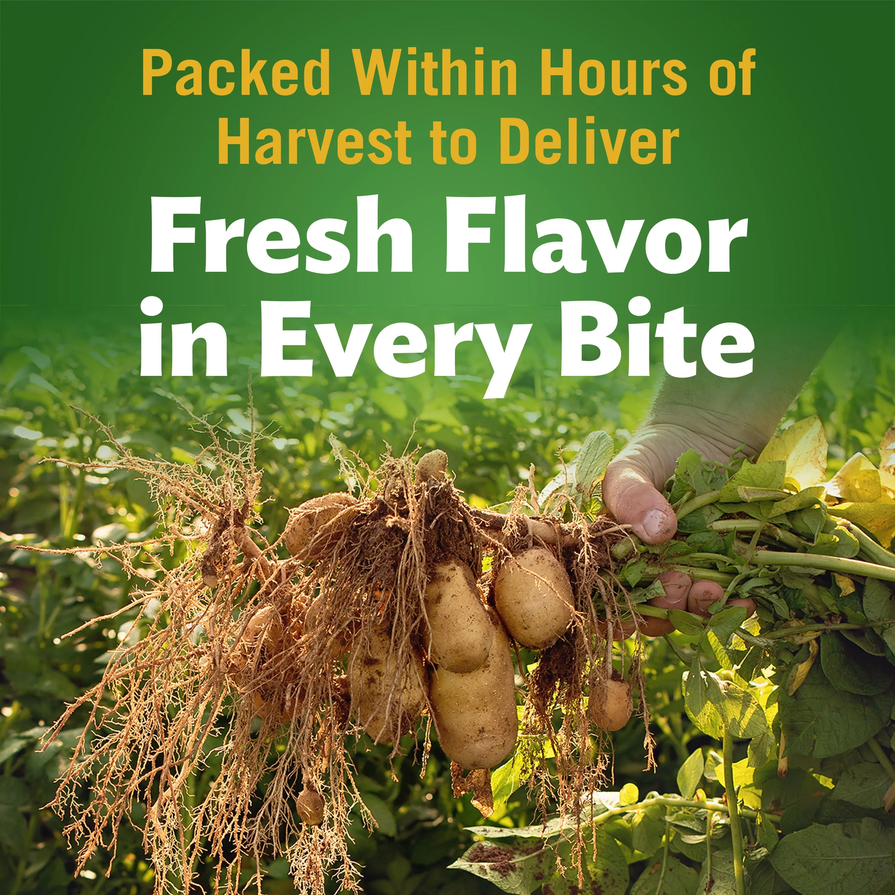 Del Monte Whole Potatoes, Canned Vegetables, 14.5 oz Can