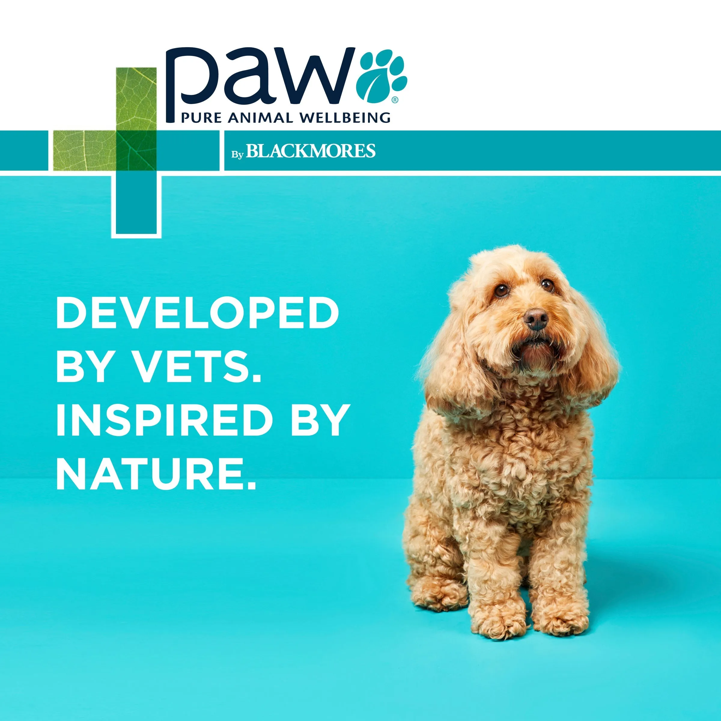 PAW by Blackmores Osteocare Joint Protect Chews for Dogs 500g